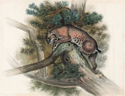 The Norwegian Lynx