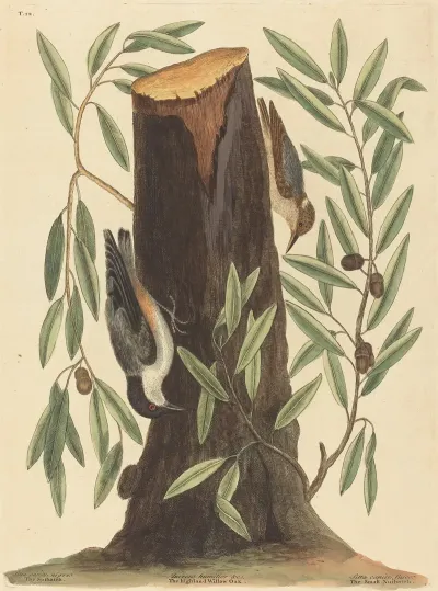 The Nuthatch Sitta Europaea