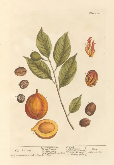 The Nutmeg