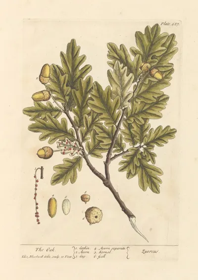 The Oak 3