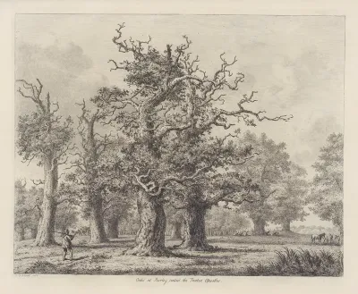 The Oaks At Burley Called The Twelve Apostles