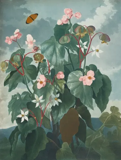 The Oblique Leaved Begonia 2