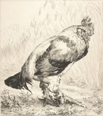 The Old Cock 2