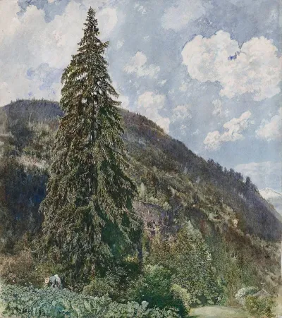 The Old Spruce In Bad Gastein