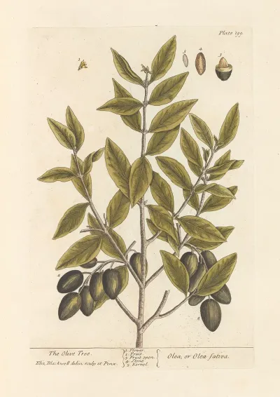 The Olive Tree