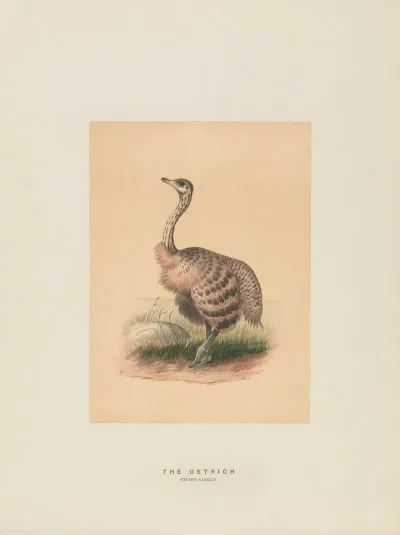 The Ostrich 2