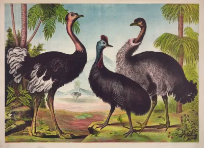 The Ostrich 3