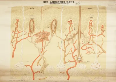 The Outer Skin