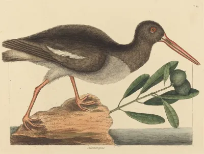 The Oyster Catcher Hoematopus Ostralegus