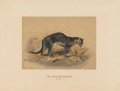 The Painted Ocelot 2