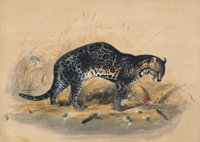 The Painted Ocelot