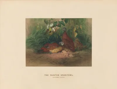 The Painted Spur Fowl 2