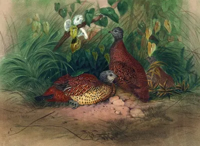 The Painted Spur Fowl