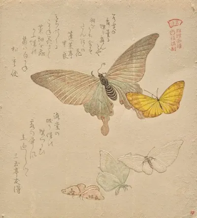 The Painting Manual Of Flock Of Butterflies Guncho Gafu Ii