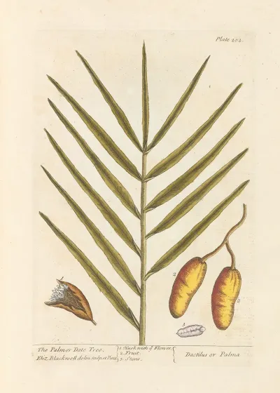 The Palm Or Date Tree