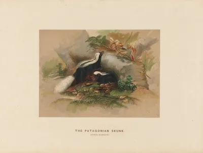 The Patagonian Skunk 2