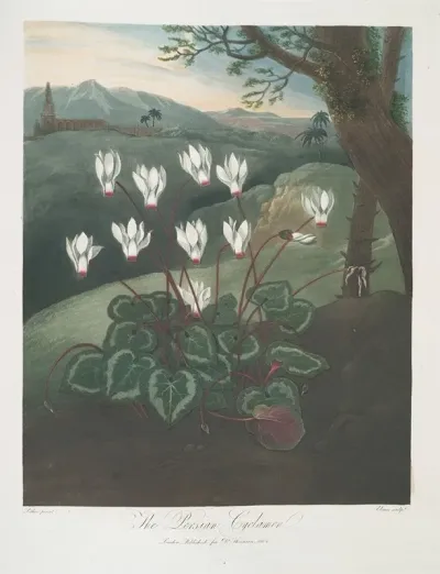 The Persian Cyclamen 2
