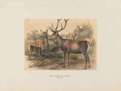 The Persian Deer 2