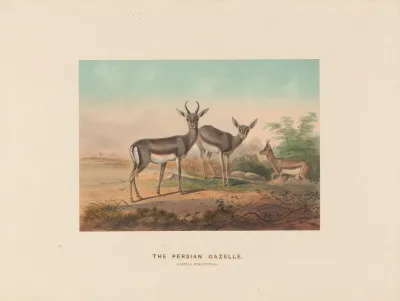 The Persian Gazelle 2
