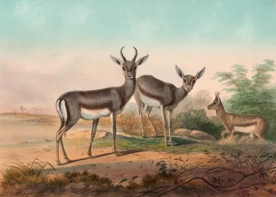 The Persian Gazelle