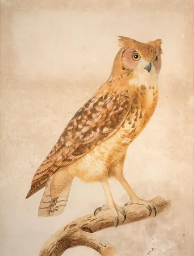The Pharaoh Eagle Owl Bubo Ascalaphus