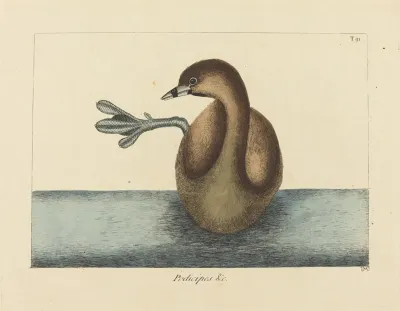 The Pied Billed Dobchick Colymbus Podiceps