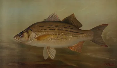 The Pike Lucius Lucius