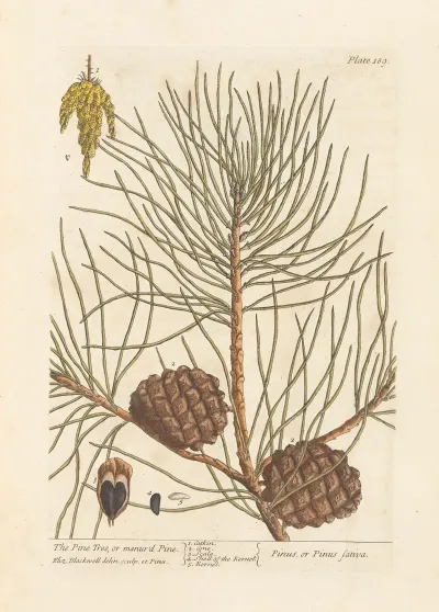 The Pine Tree Or Manurd Pine
