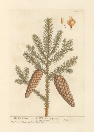 The Pitch Tree