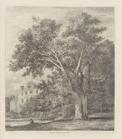 The Plane Tree At Lee Court