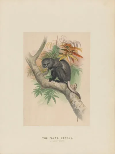 The Pluto Monkey 2