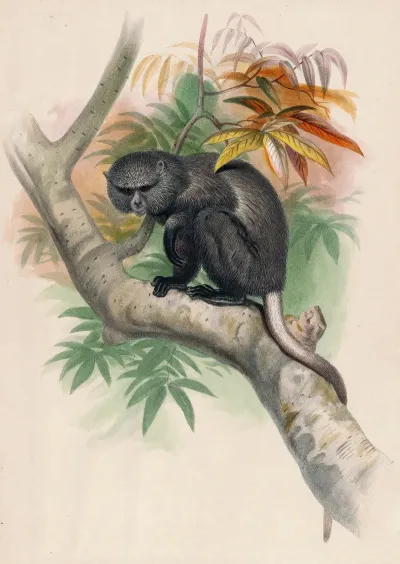 The Pluto Monkey