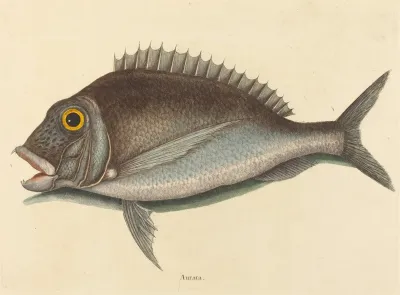 The Porgy Sparus Chrysops