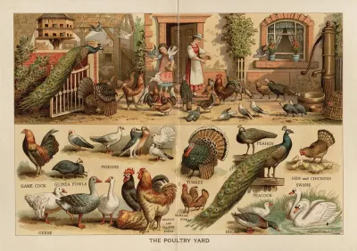 The Poultry Yard