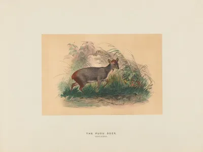 The Pudu Deer 2
