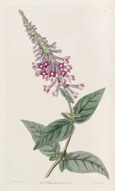 The Purple Chinese Buddlea