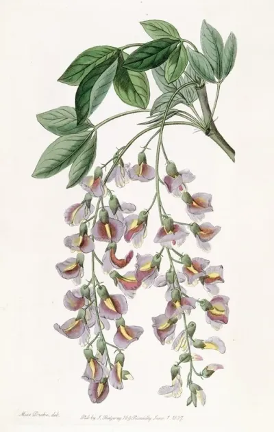 The Purple Laburnum