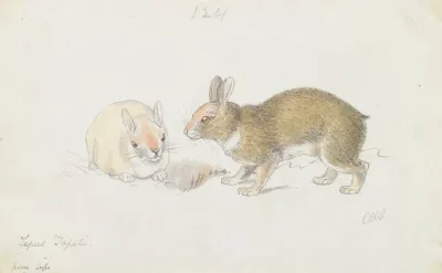 The Rabbit 2