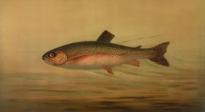 The Rainbow Trout Salmo Irideus