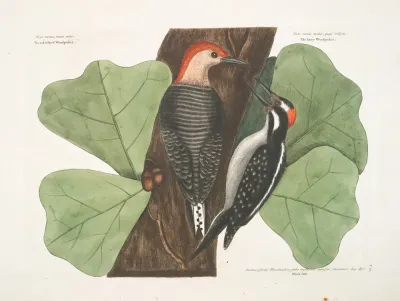 The Red Bellyd Woodpecker The Hairy Woodpecker Black Oak