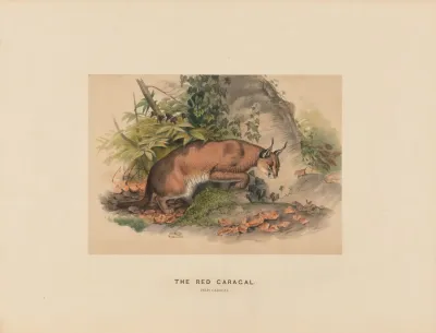 The Red Caracal 2