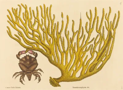 The Red Clawed Crab Cancer Erythropus