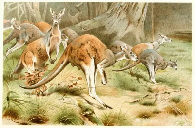 The Red Kangaroo 2