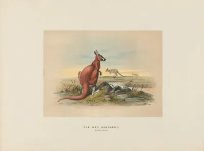 The Red Kangaroo 3