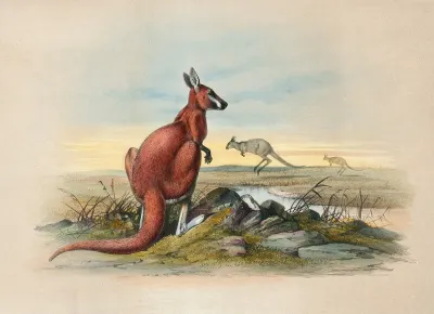 The Red Kangaroo