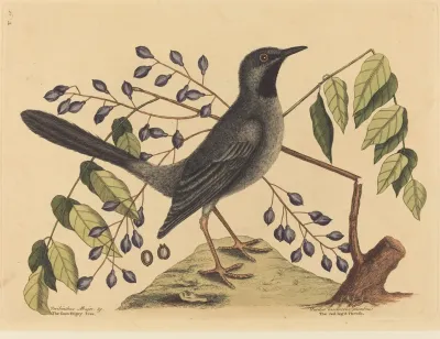 The Red Legged Thrush Turdus Plumbeus
