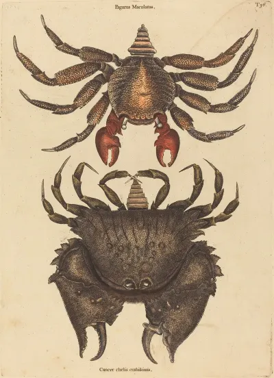 The Red Mottled Rock Crab Cancer Grapsus
