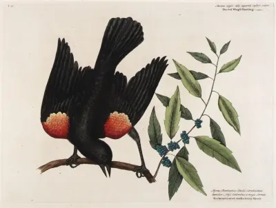 The Red Wingd Starling The Broad Leaved Candle Berry Myrtle
