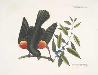 The Red Winged Starling The Broad Leaved Candle Berry Myrtle