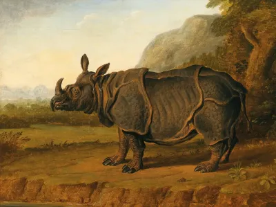 The Rhinoceros Clara